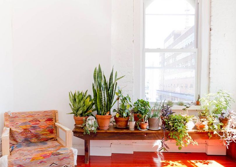 living room plants to dress up your space